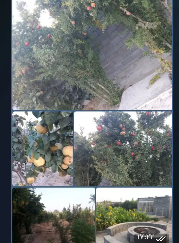باغ دیوار کشی