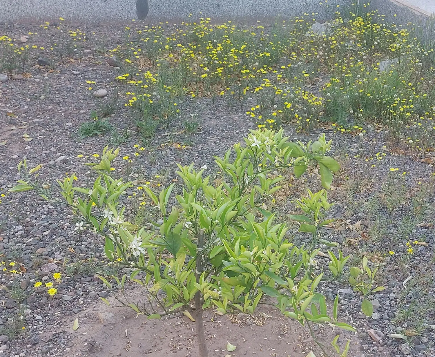 زمین خیابان بافنده