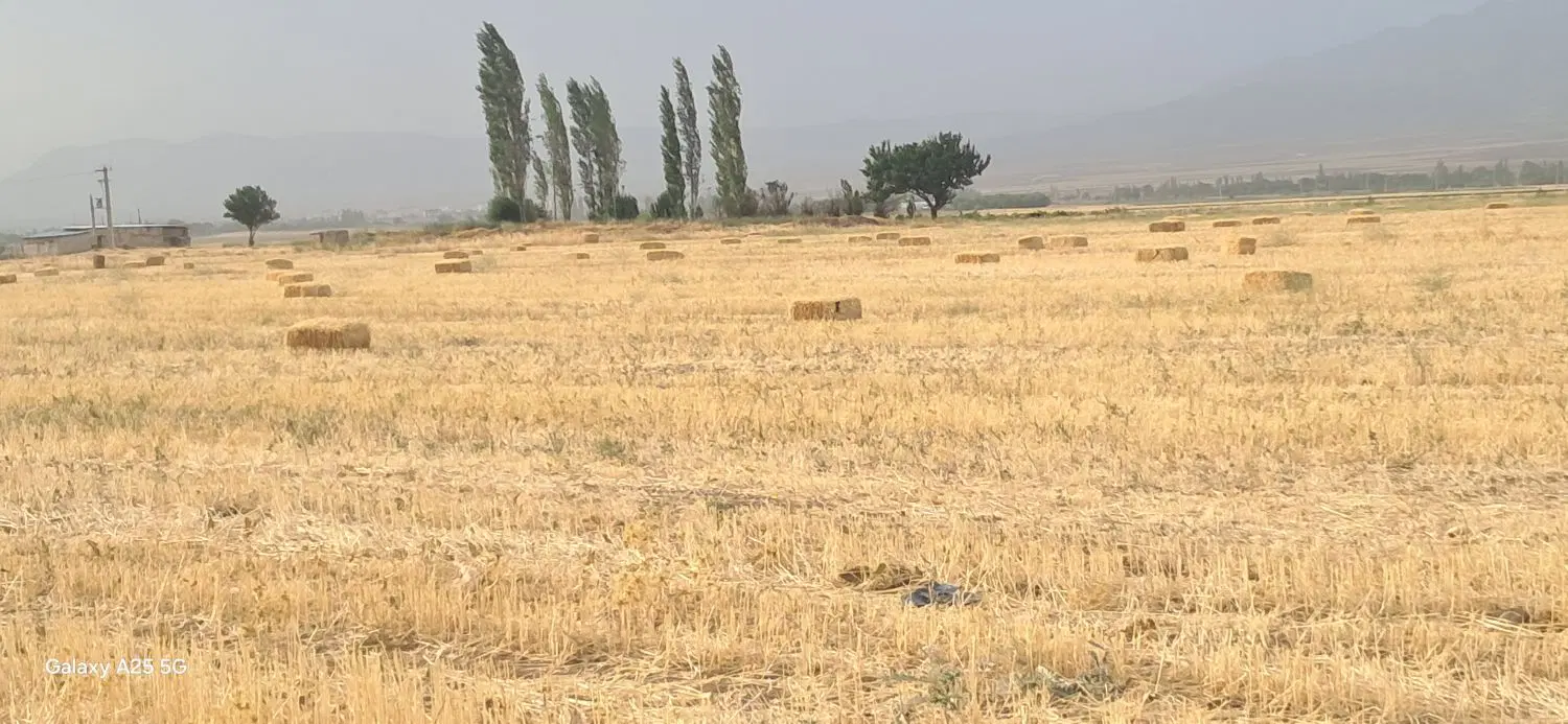 اجاره زمین دیم کشاورزی
