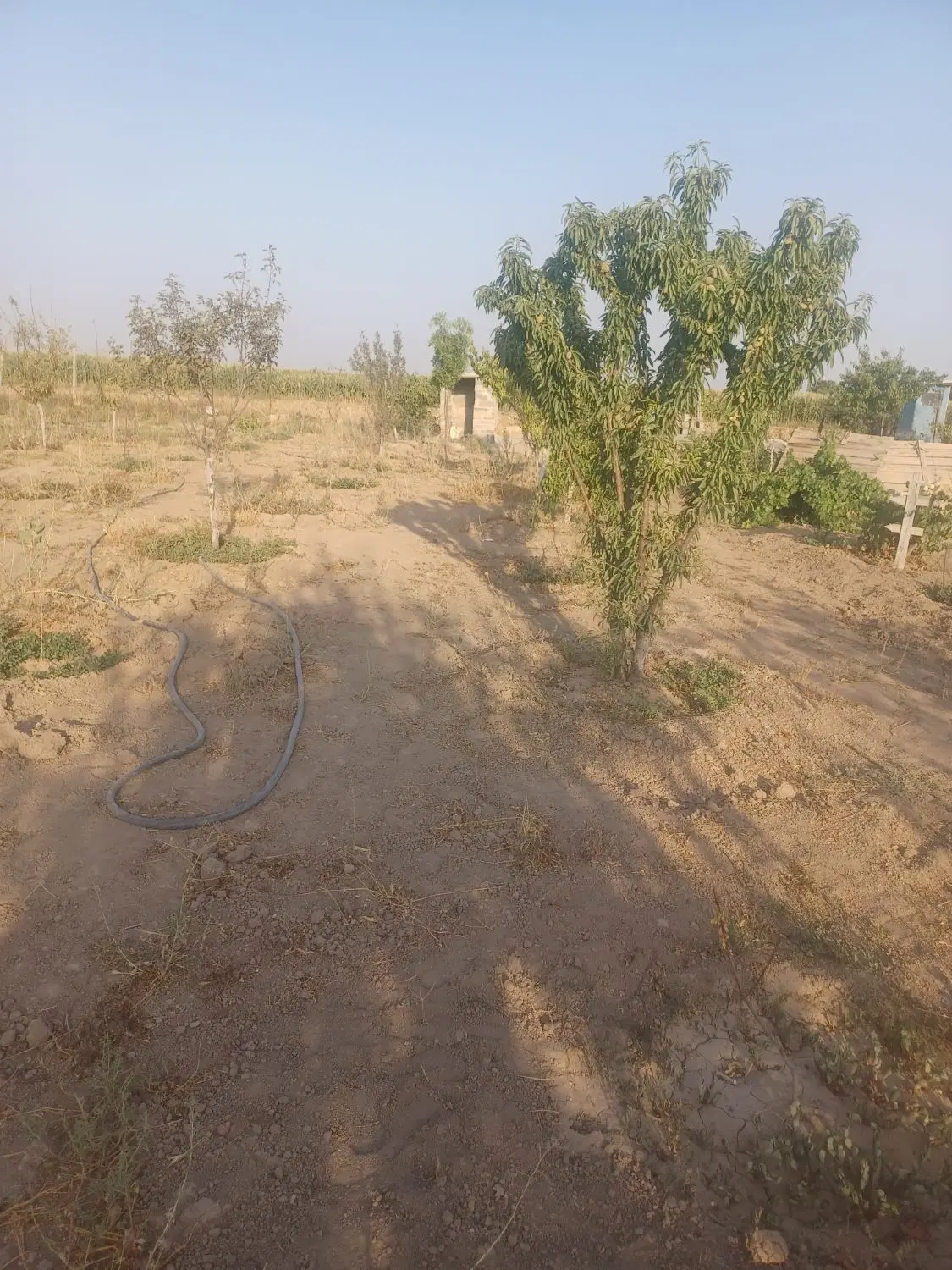 فروش باغچه هزارمتری