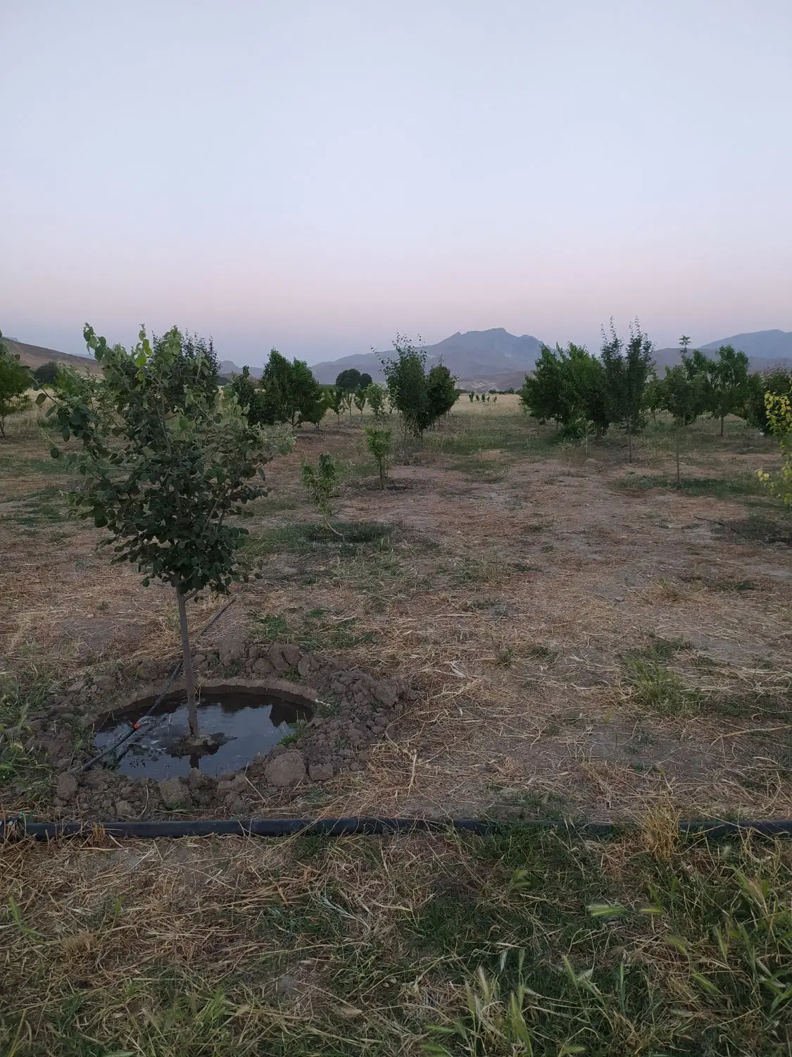 فروش باغ
