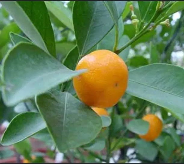 نیم هکتار زمین با ۲۵۰ عدد درخت پرتقال
