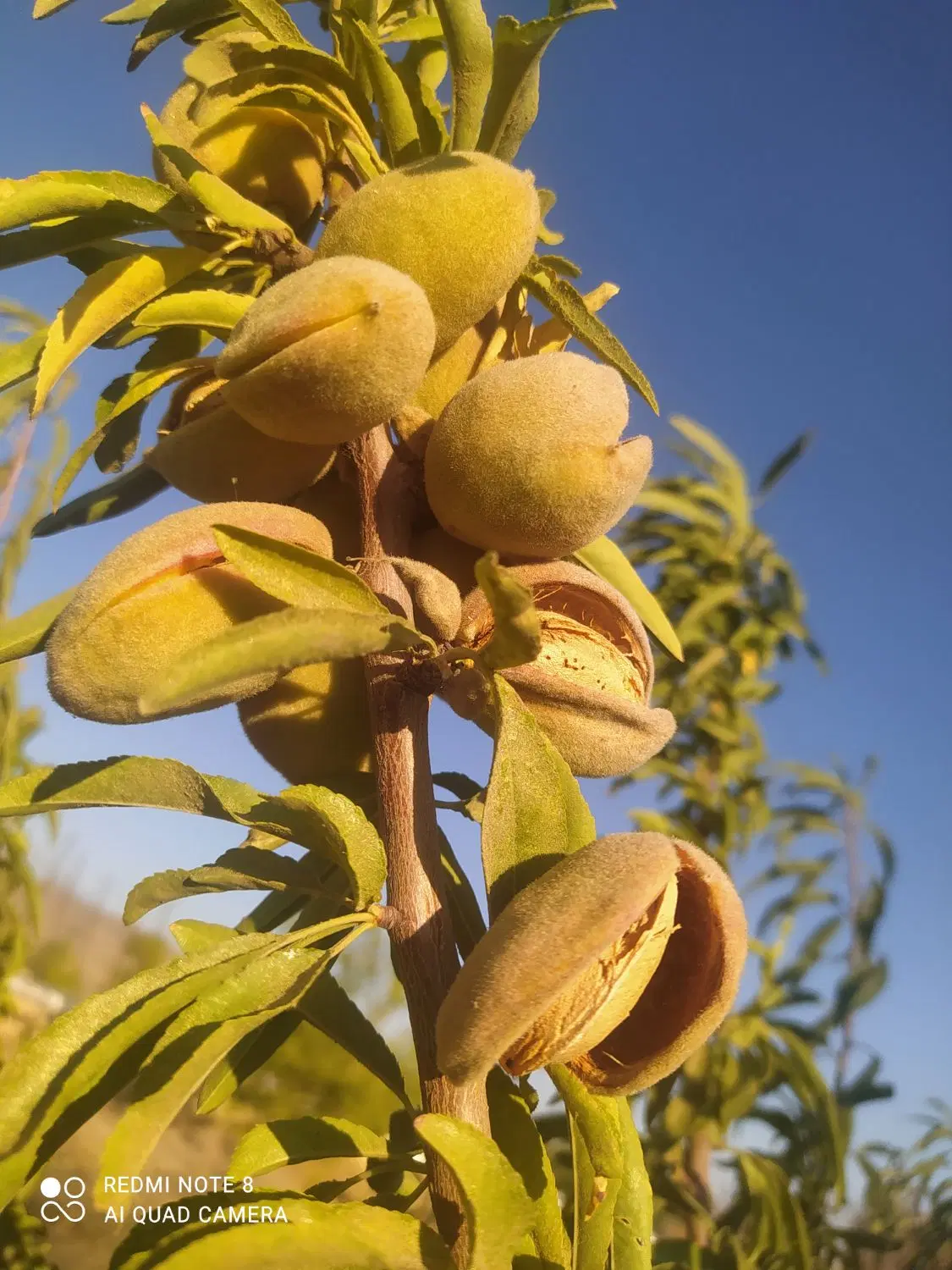 باغ واقع در شمس آباد بالاتر از سد اکباتان