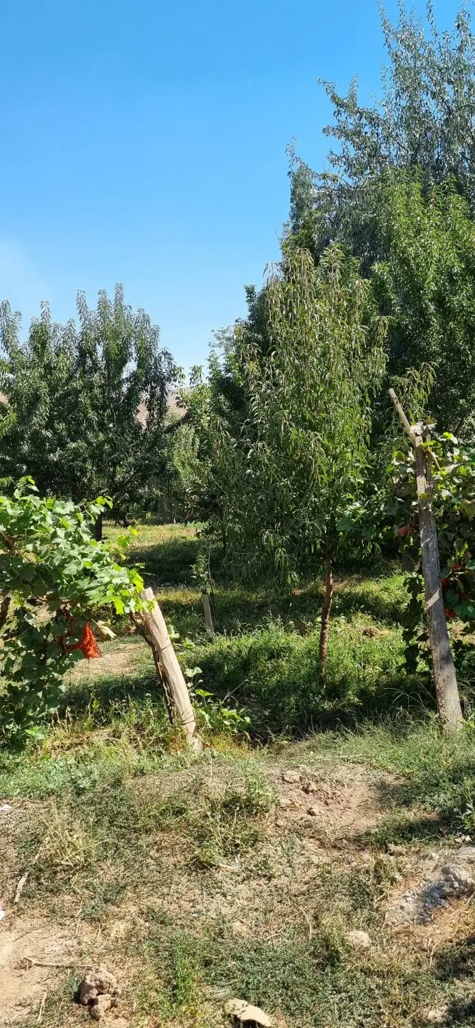 فروش باغ سرسبز،زیبا و پربار از باغات روستای سیلاب