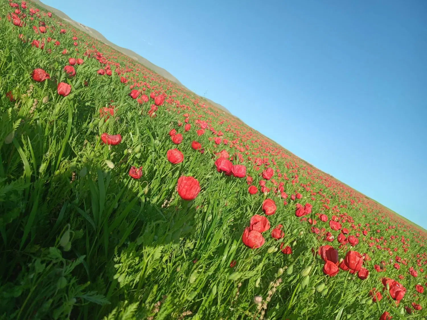 زمین در آناخاتون