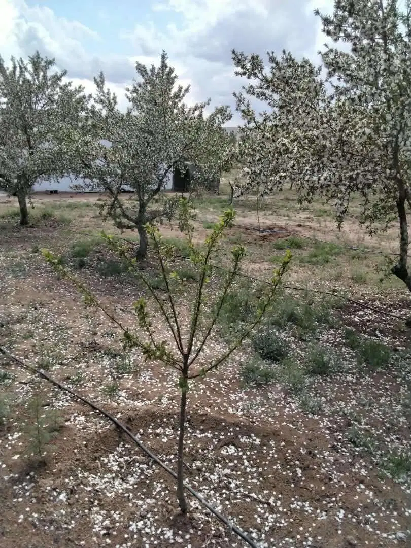 زمین بوستان فرهنگیان