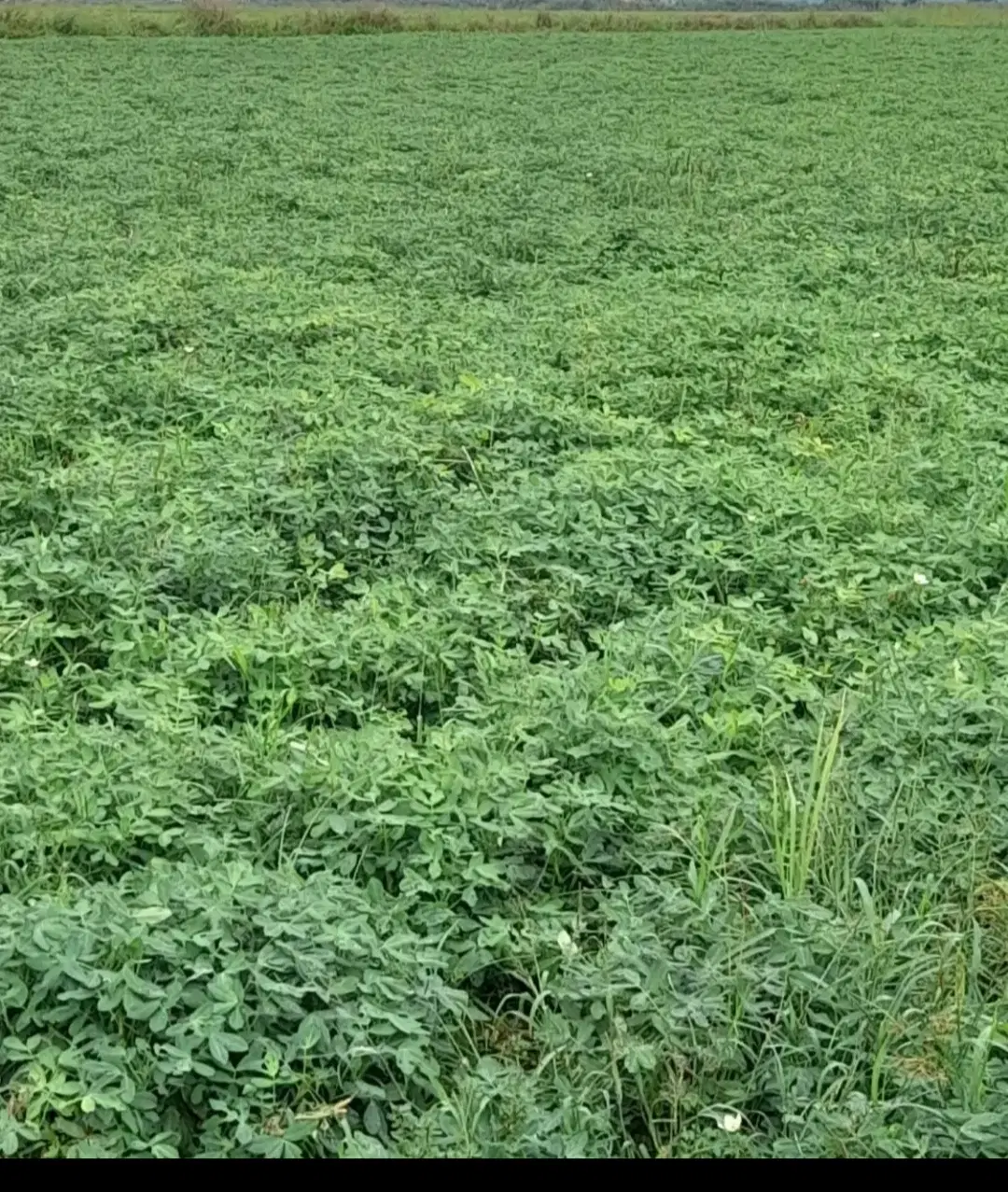 اجاره زمین مزروعی