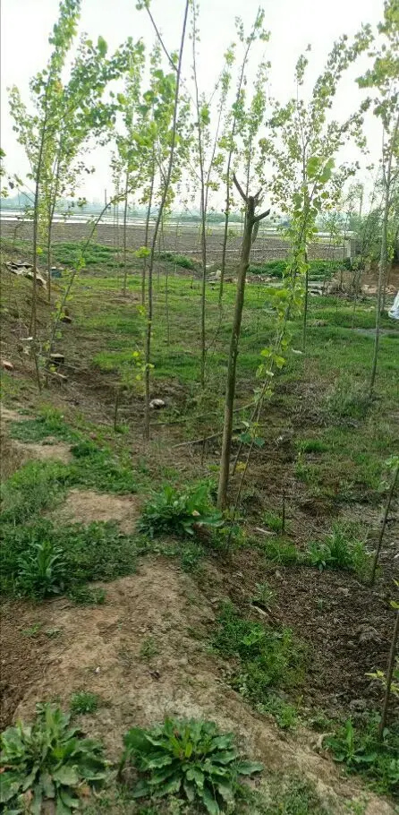 زمین،استخرماهی
