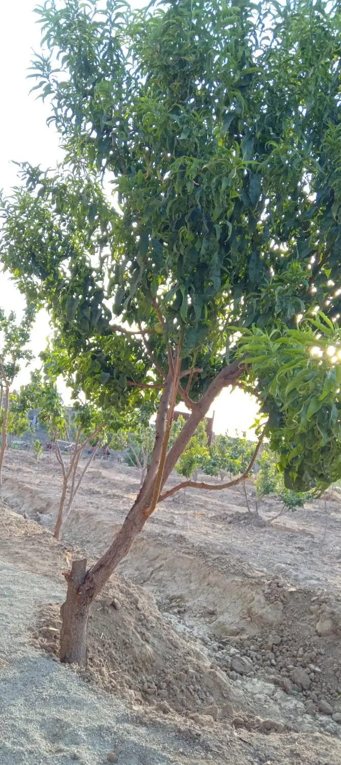باغچه چهاردیواری فردوسیه