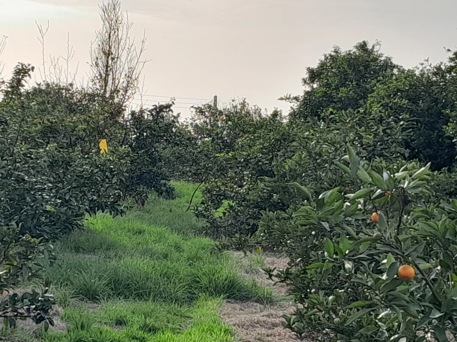 باغ نارنگی