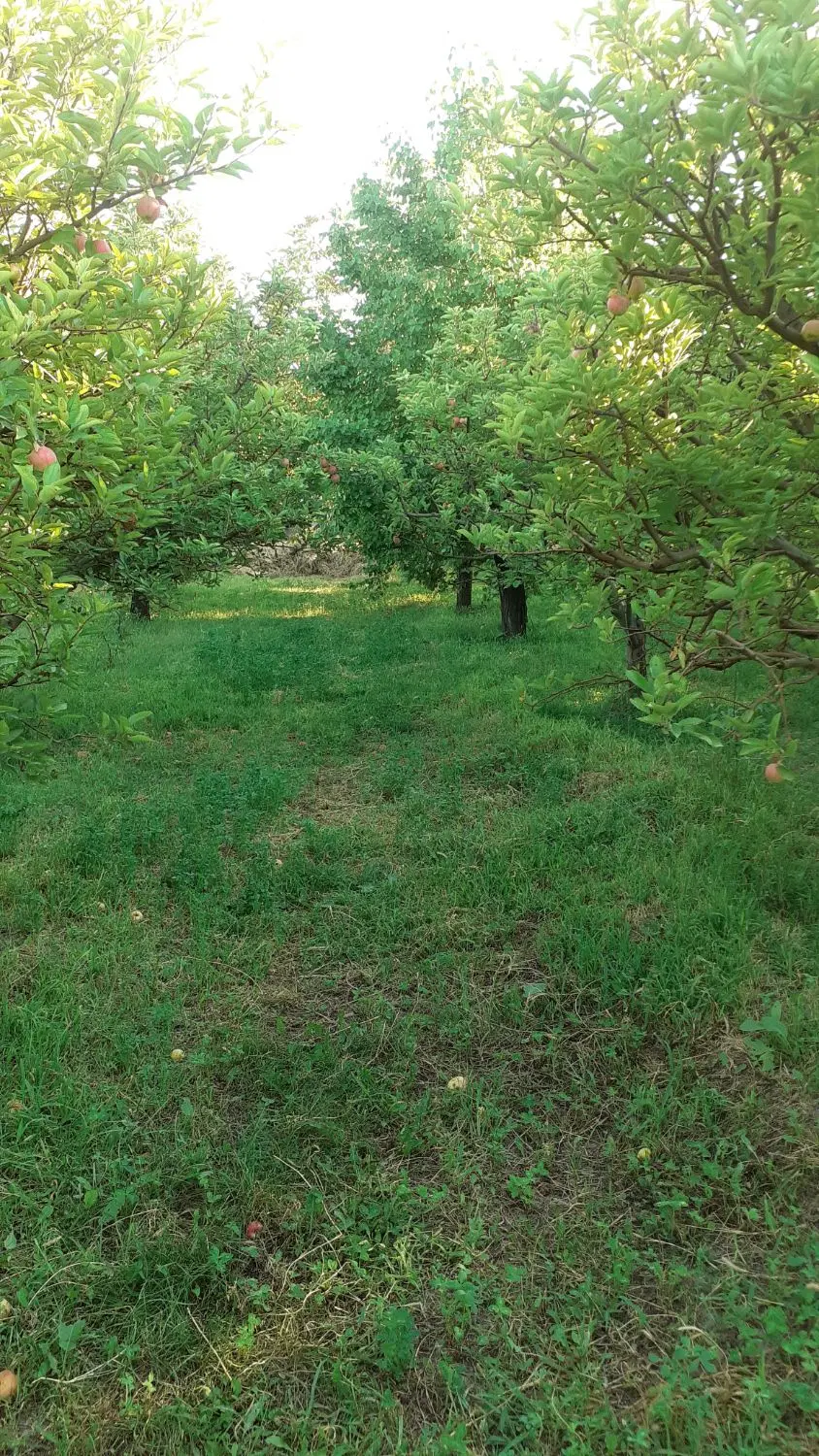 باغچه ۵۰۰متری