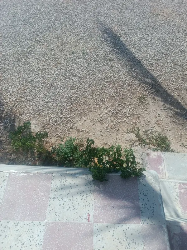 اجاره زمین کشاورزی