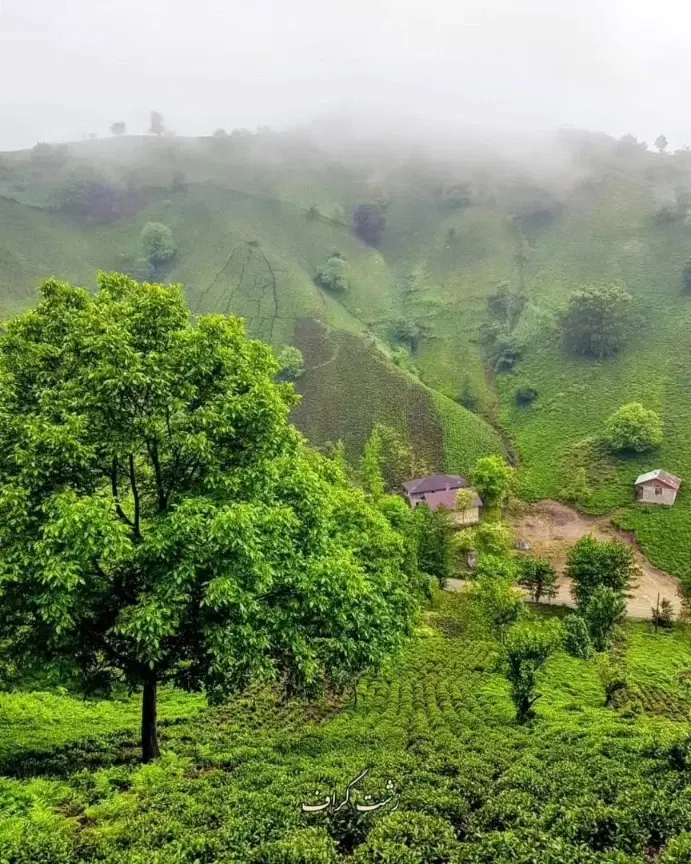 زمین ۱۵۰متری سید صفری