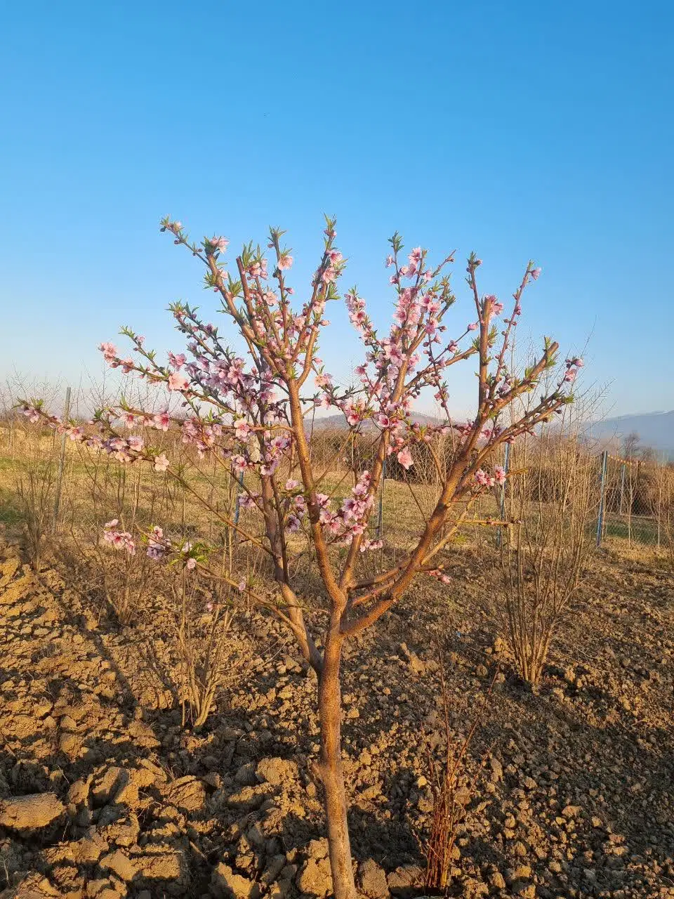 زمین باغی