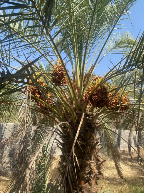 فروش زمین هزار متری پاتل سرخون