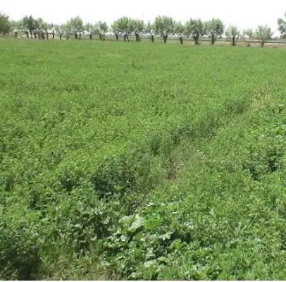 اجاره زمین کشاورزی