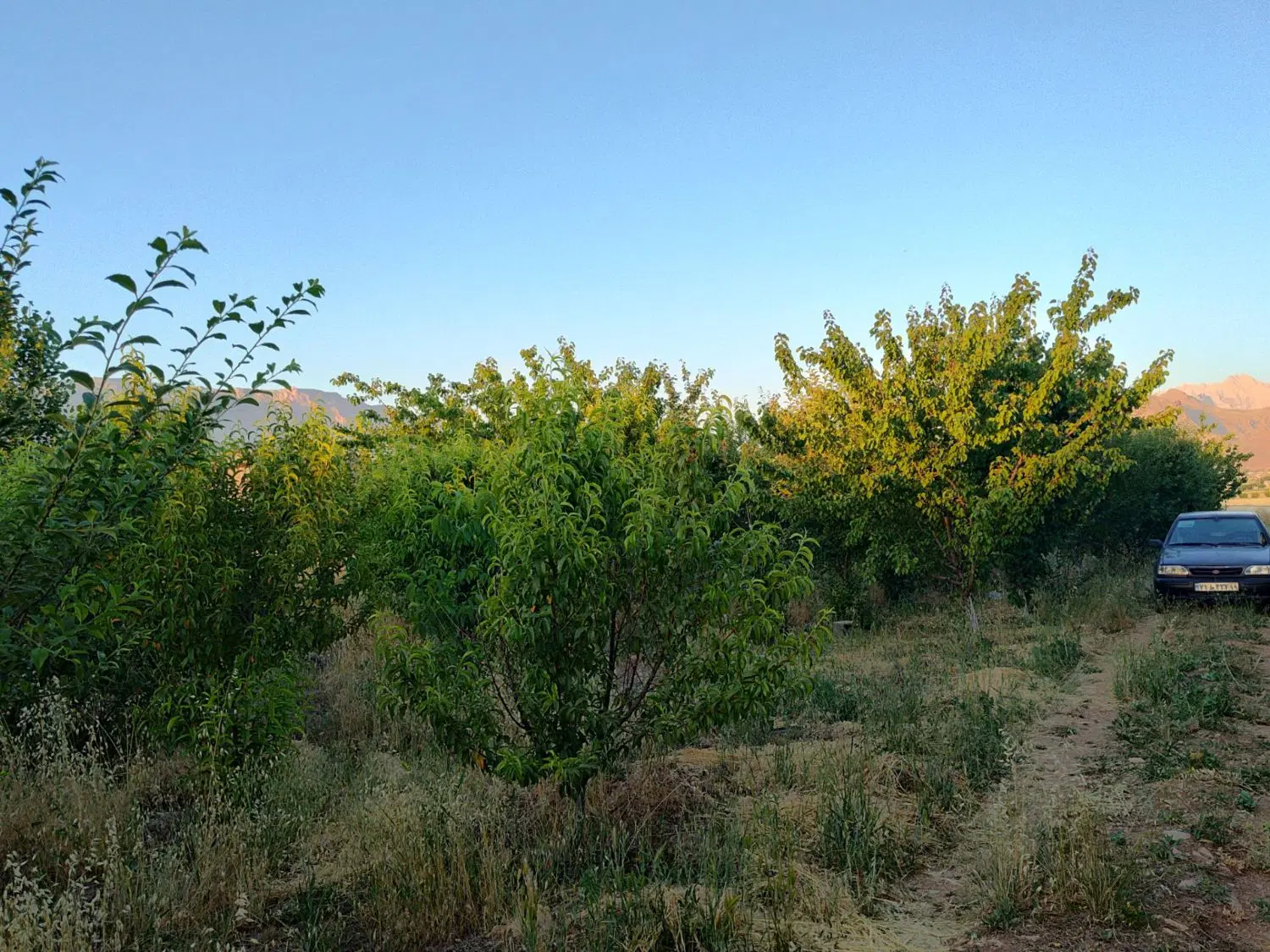 باغ ۷ساله مثمر قزانچی روبه رو جهاد کشاورزی
