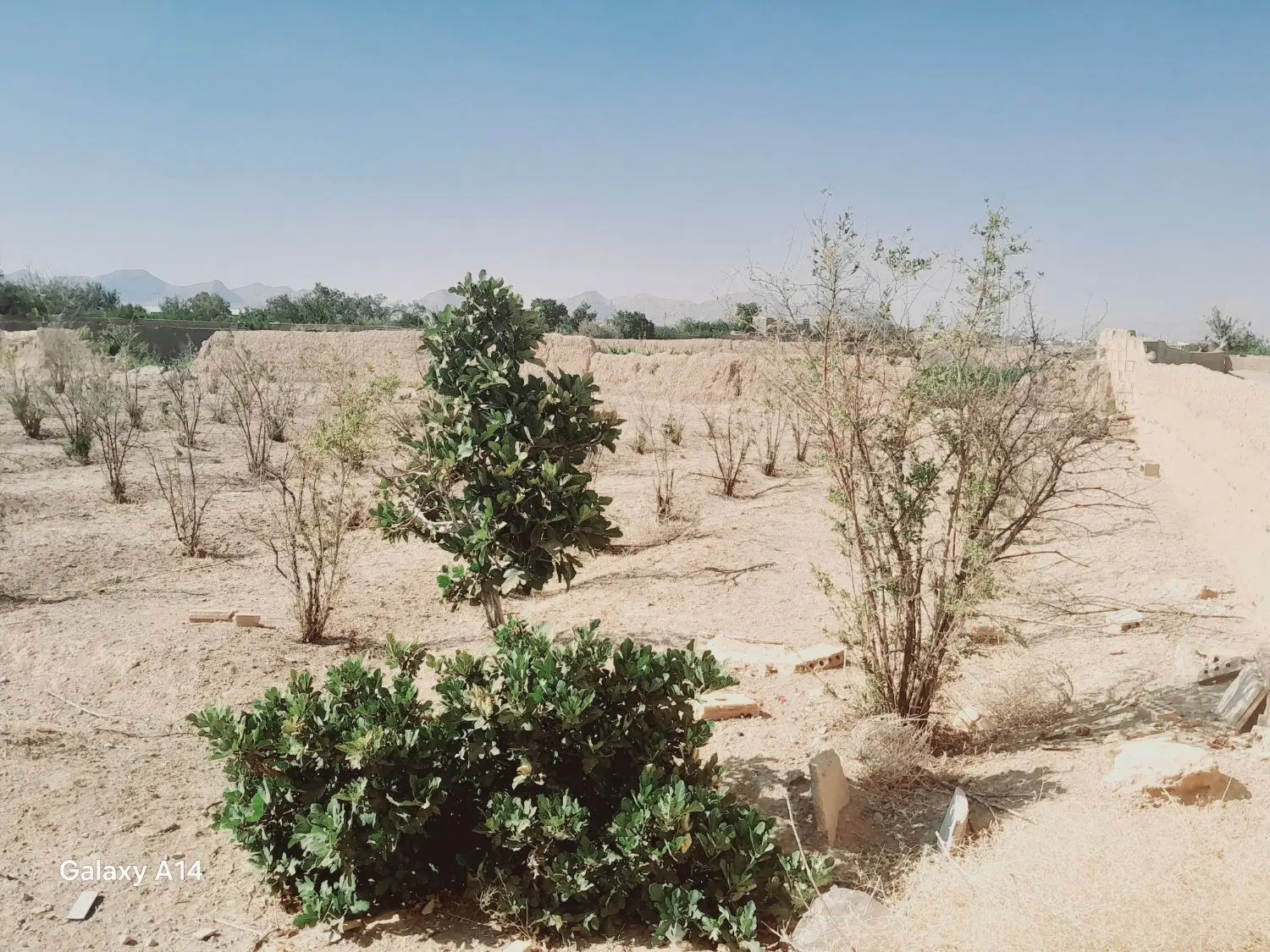 باغ