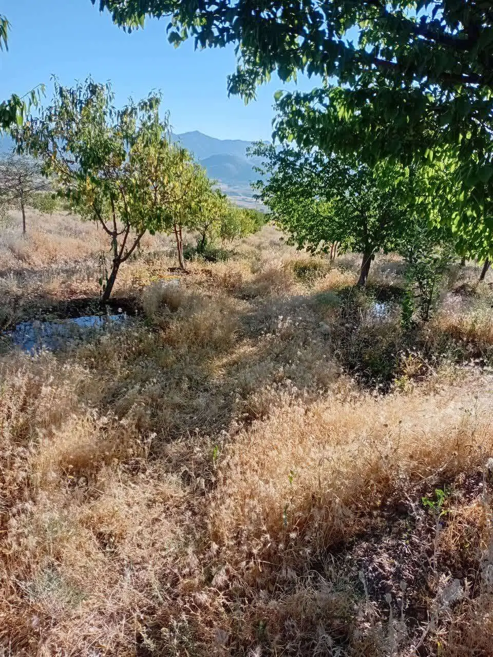 باغ مرکبات و زراعی