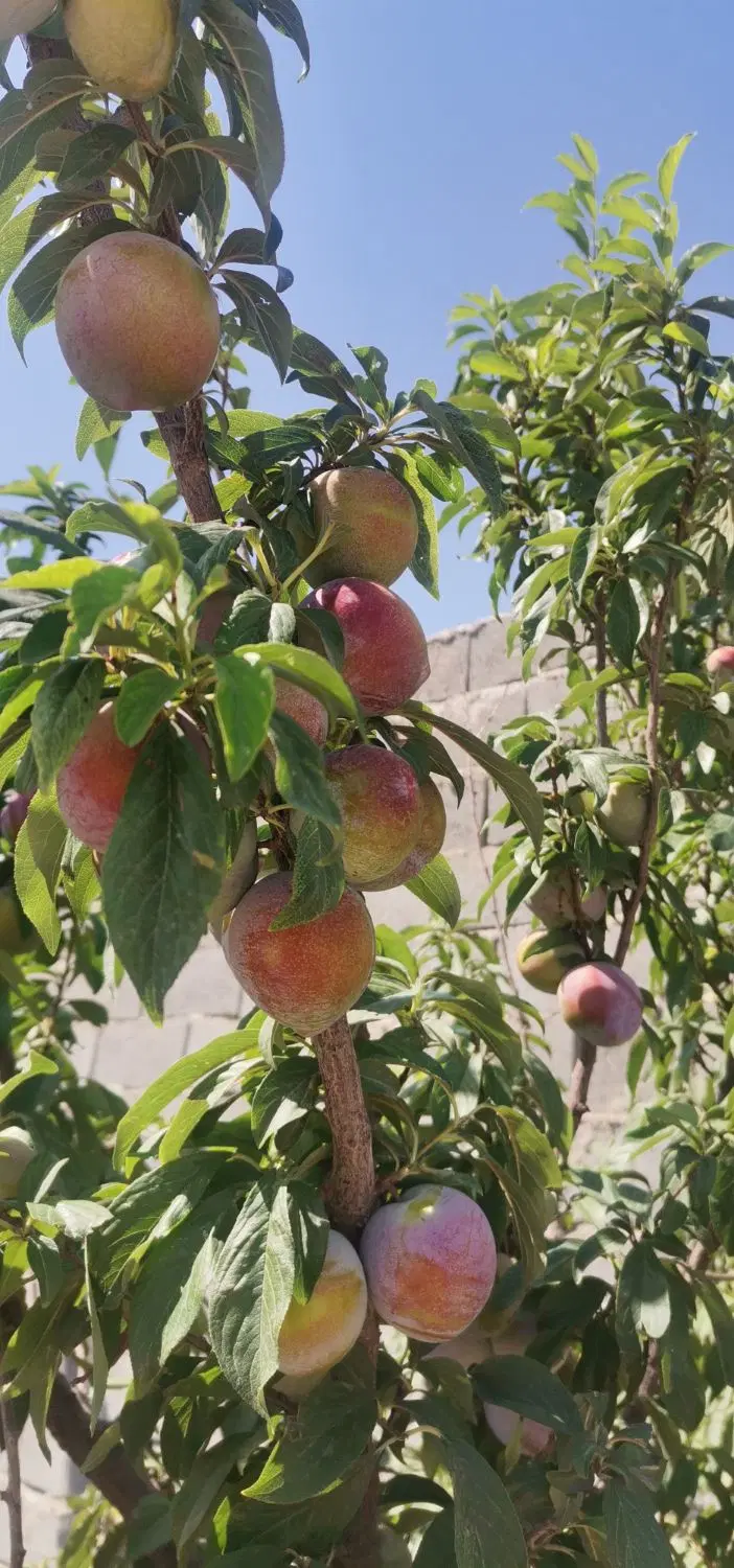 باغ چهاردیواری