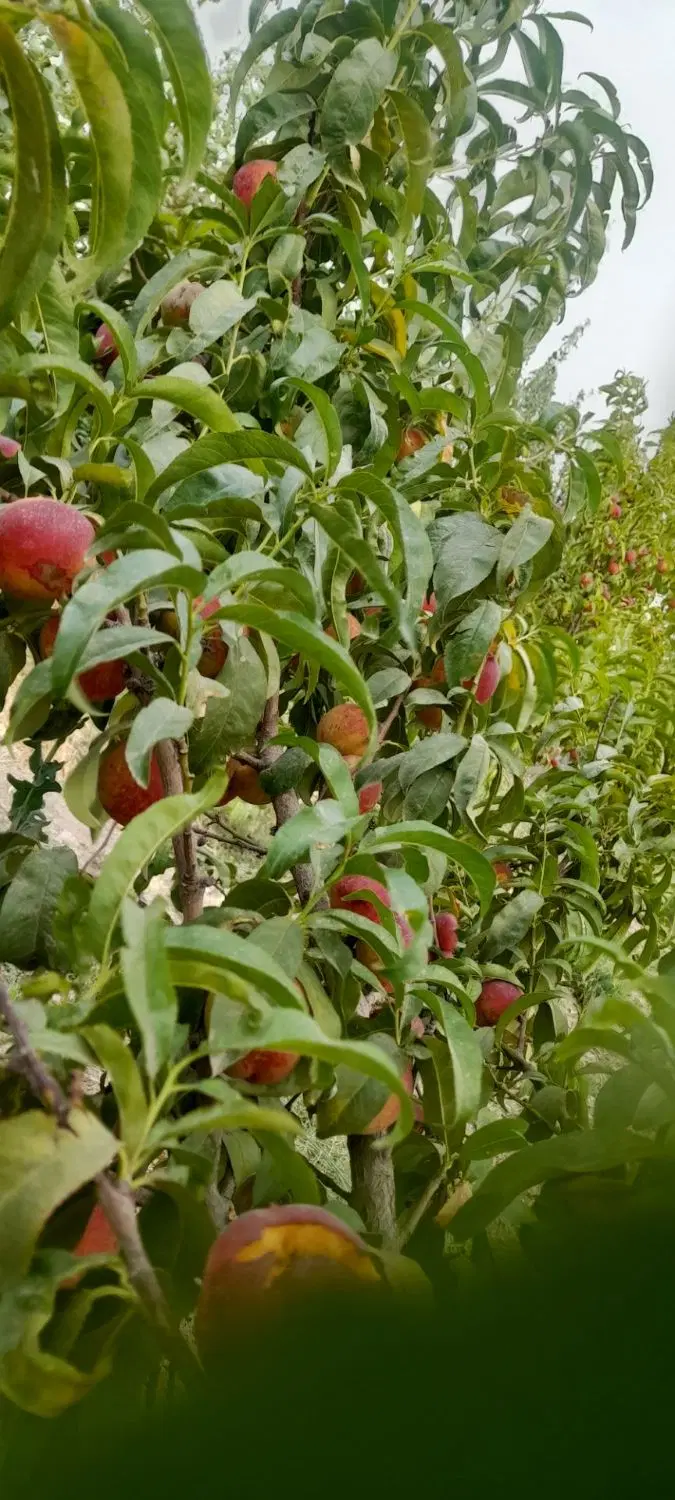 باغچه ی خوش قواره