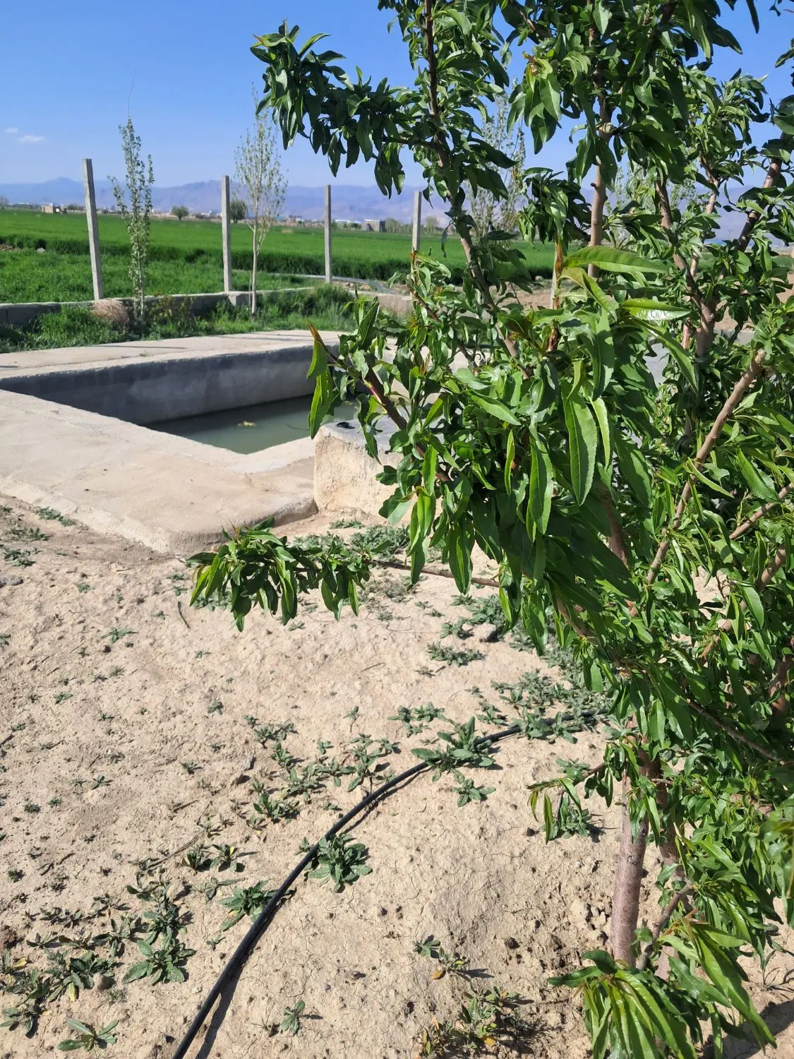 باغچه زمین