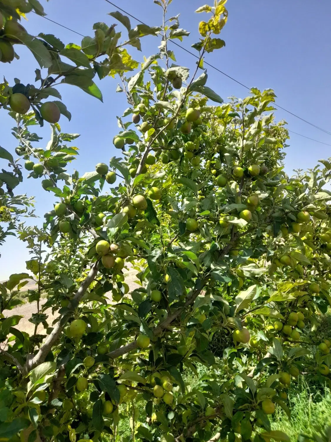 فروش  در بهترین و خوش آب هوای زرغان
