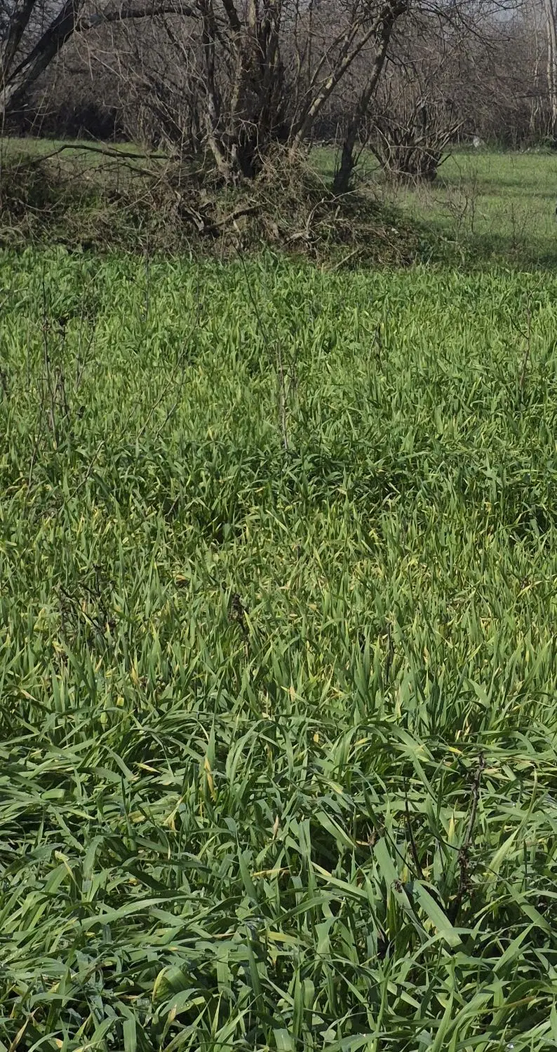 دو قطعه زمین کشاورزی روستای میاندره