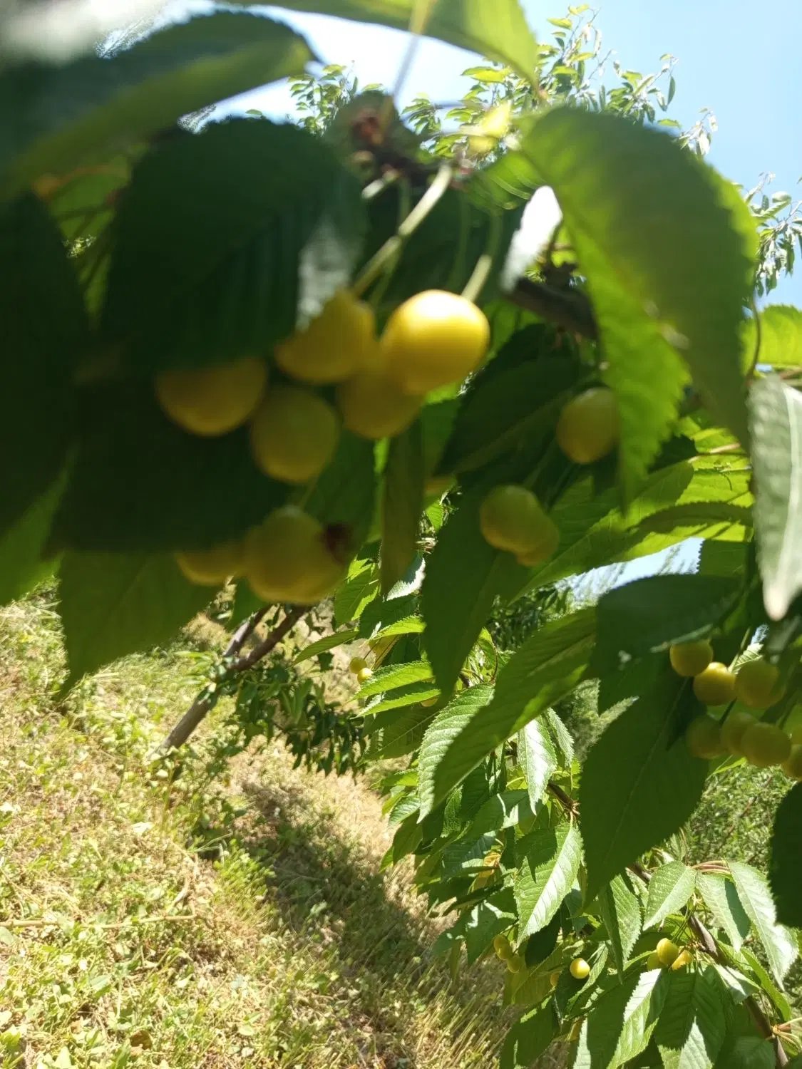 فروش.یک قطعه باغ کوچک