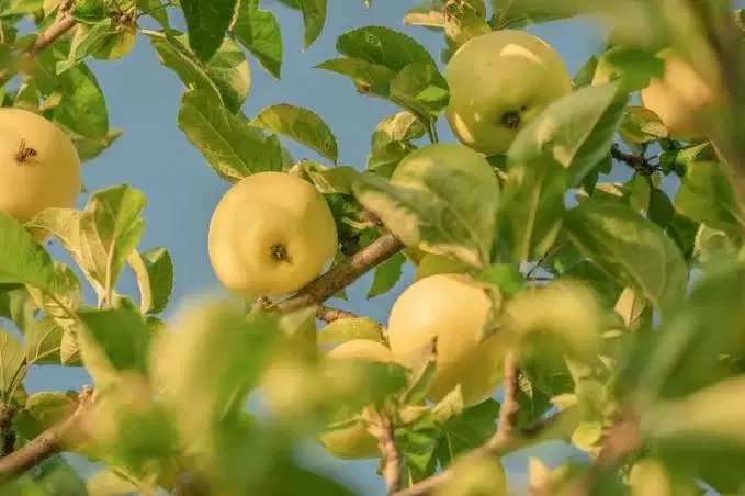باغ سیب