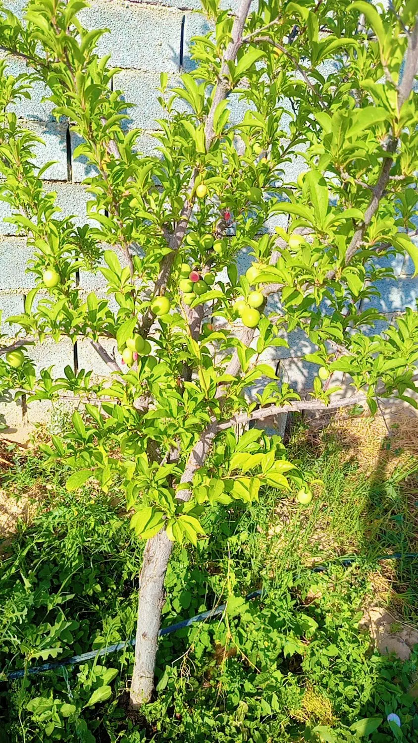 باغ درشاهنامه 80