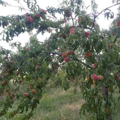 باغچه چهار دیواری شده