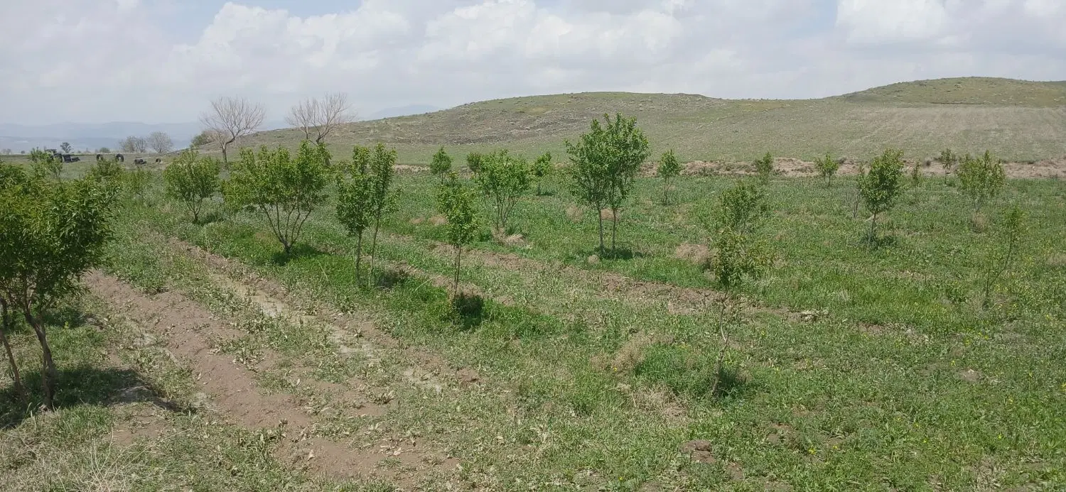 حدود۲۶۰۰متر زمین درخت بادام سمرده