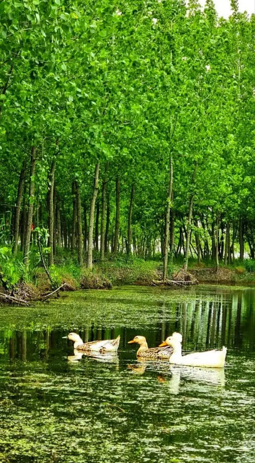 شکوه زندگی در ویلایی متفاوت