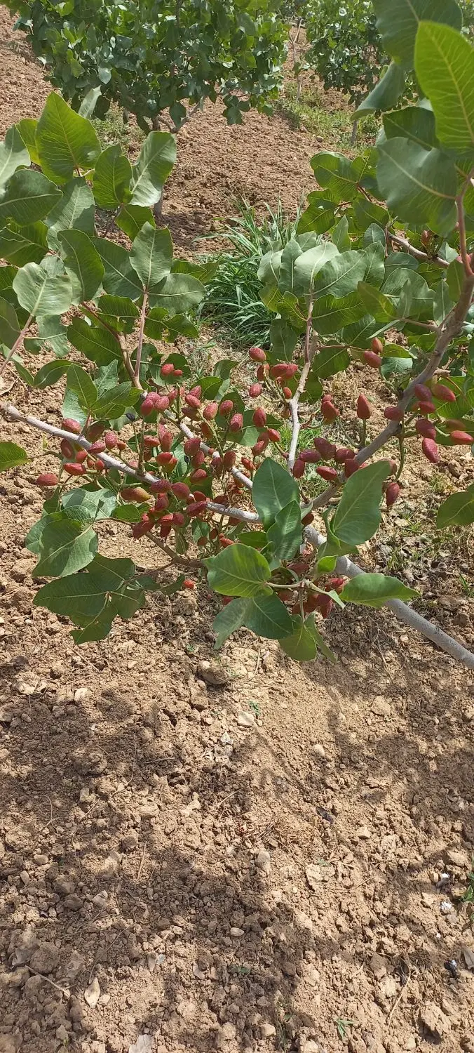 فروش باغ