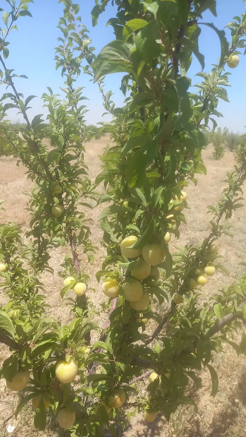 باغشهر سلطانیه فاز ۱