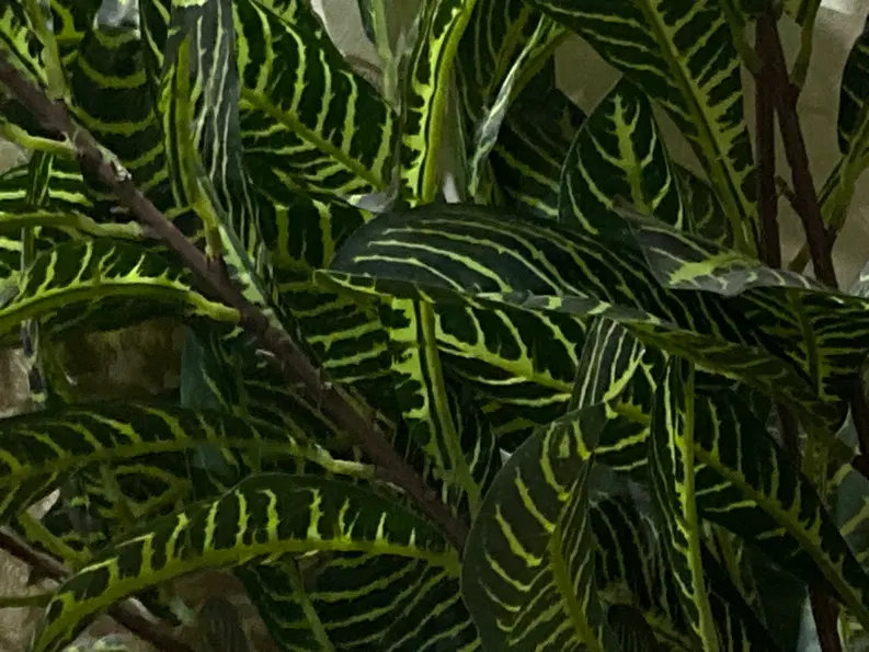 باغشهر رضوان