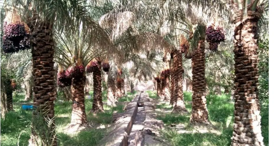 اجاره‌کار خرما