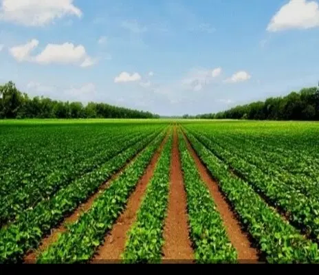 زمین ۱۰۰۰ متر بقیع