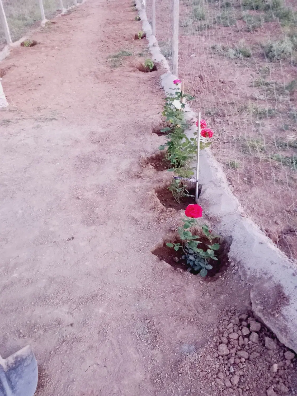باغچه