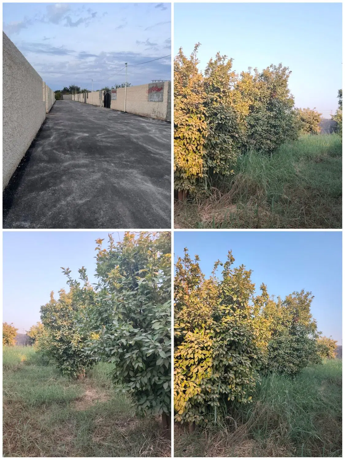 زمین مسکونی  شوش  کوی وهب  120 متری