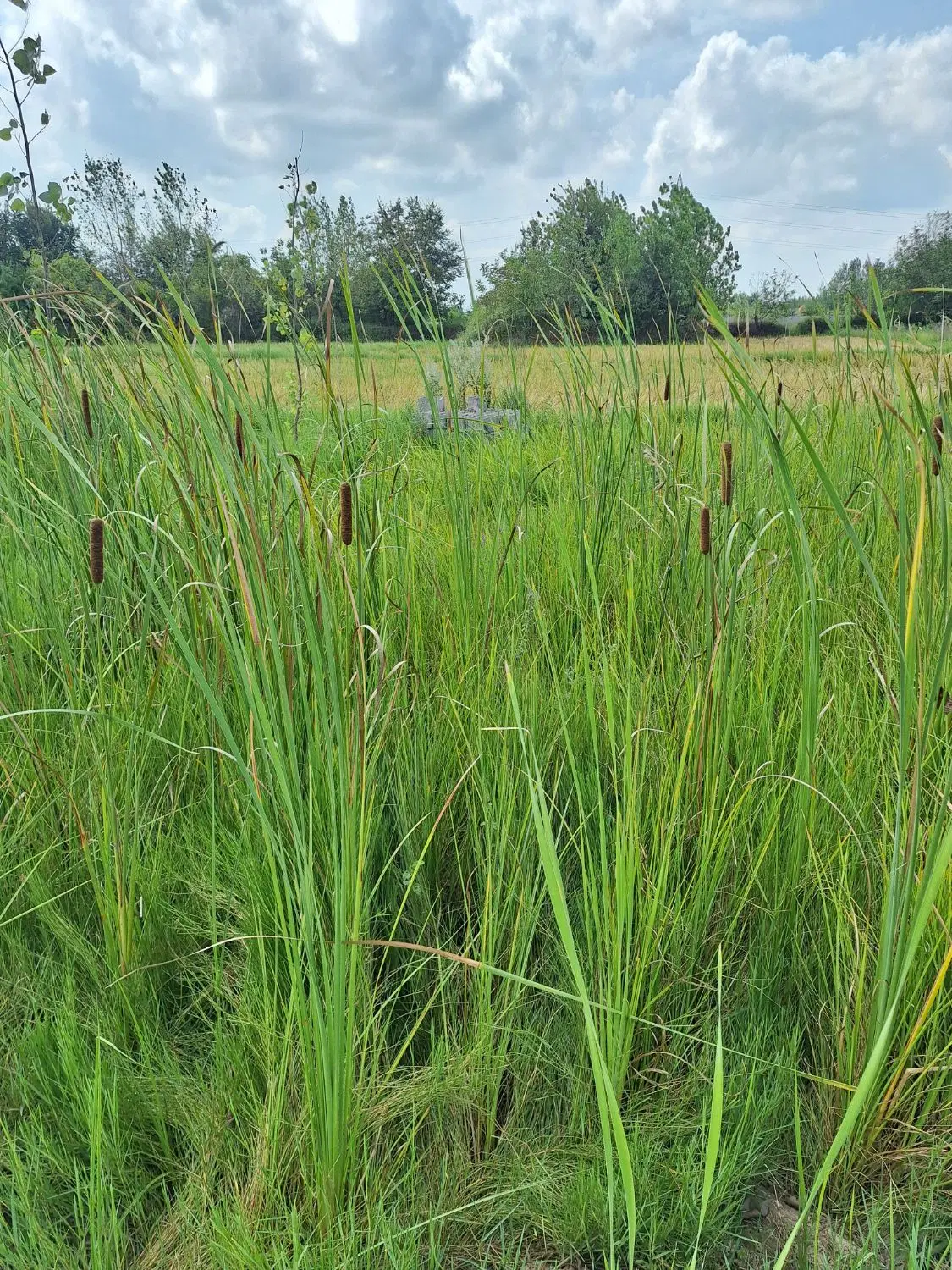 شالیزار بیچار