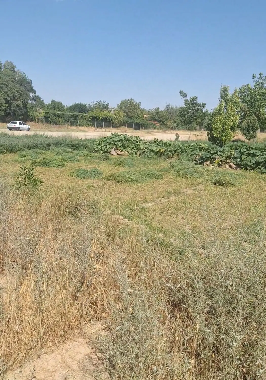 زمین گردشگری میدان امام رضا