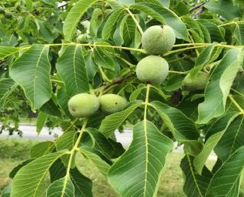 باغ گردو  در حیدرآباد