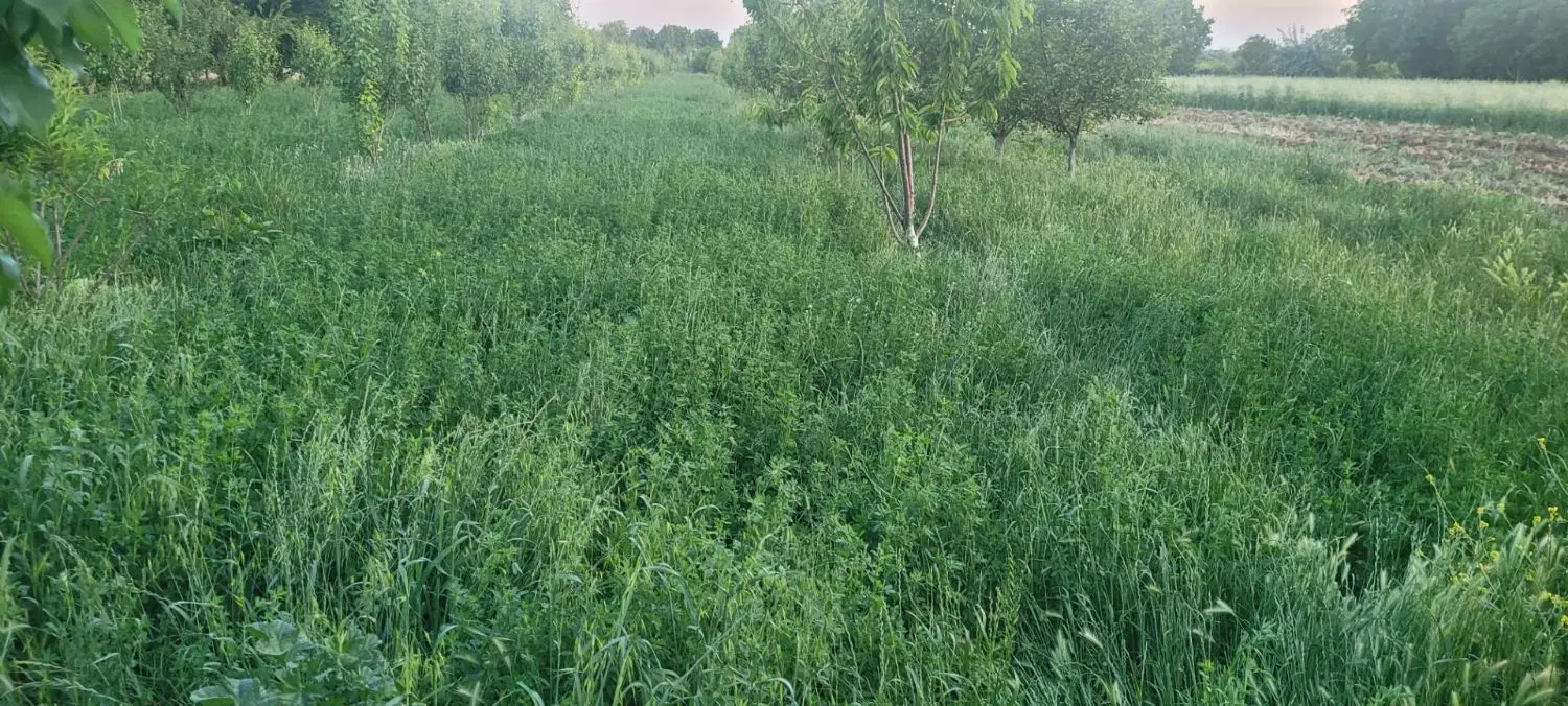 فروش باغ ویلا