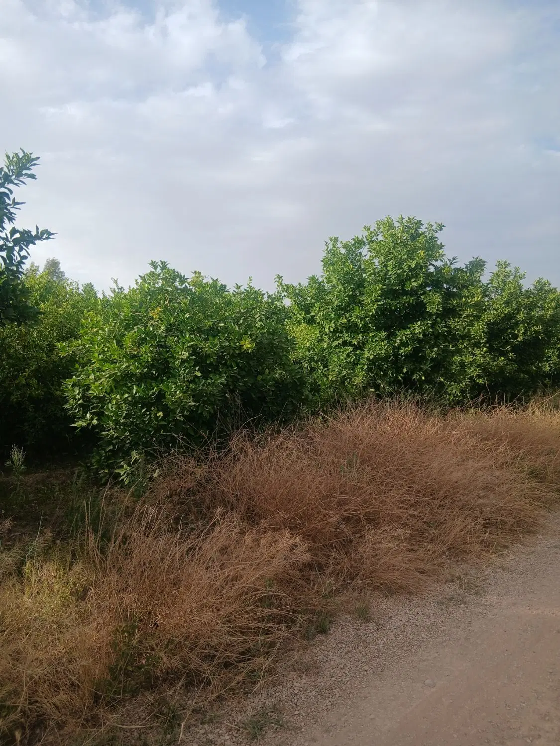 باغچه ۵ ساله