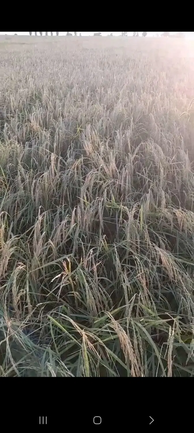زمین آبی اجاره