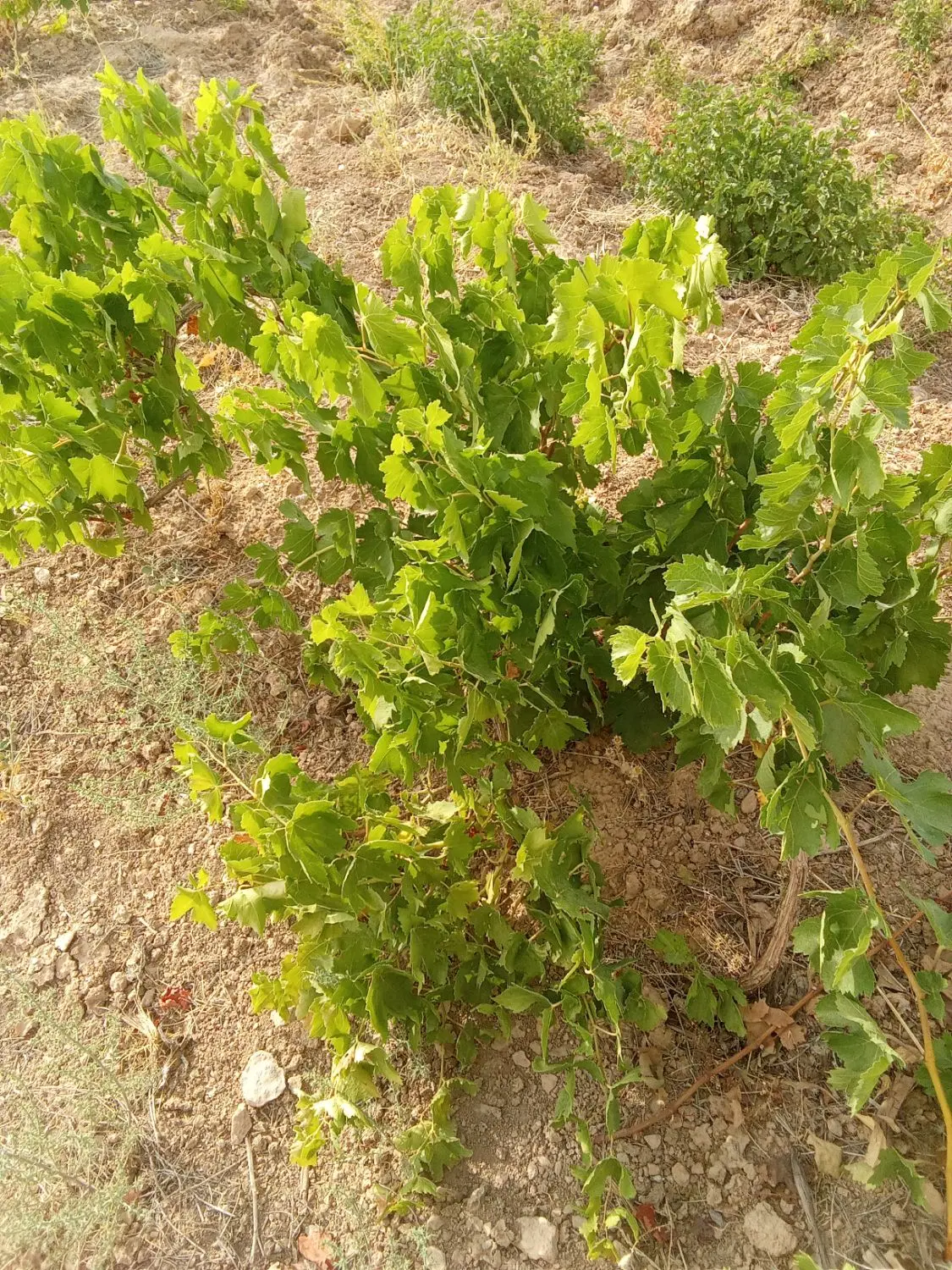 فروش باغ انگور