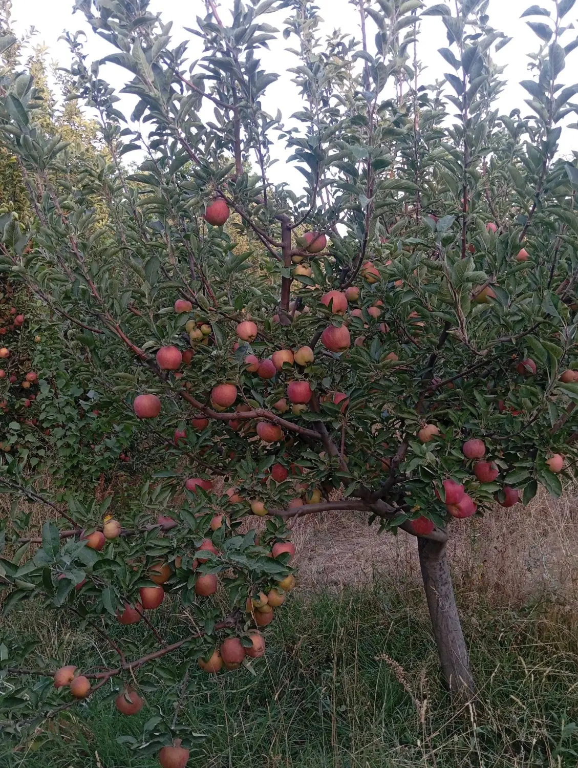 اجاره سیب درجه یک روی درخت