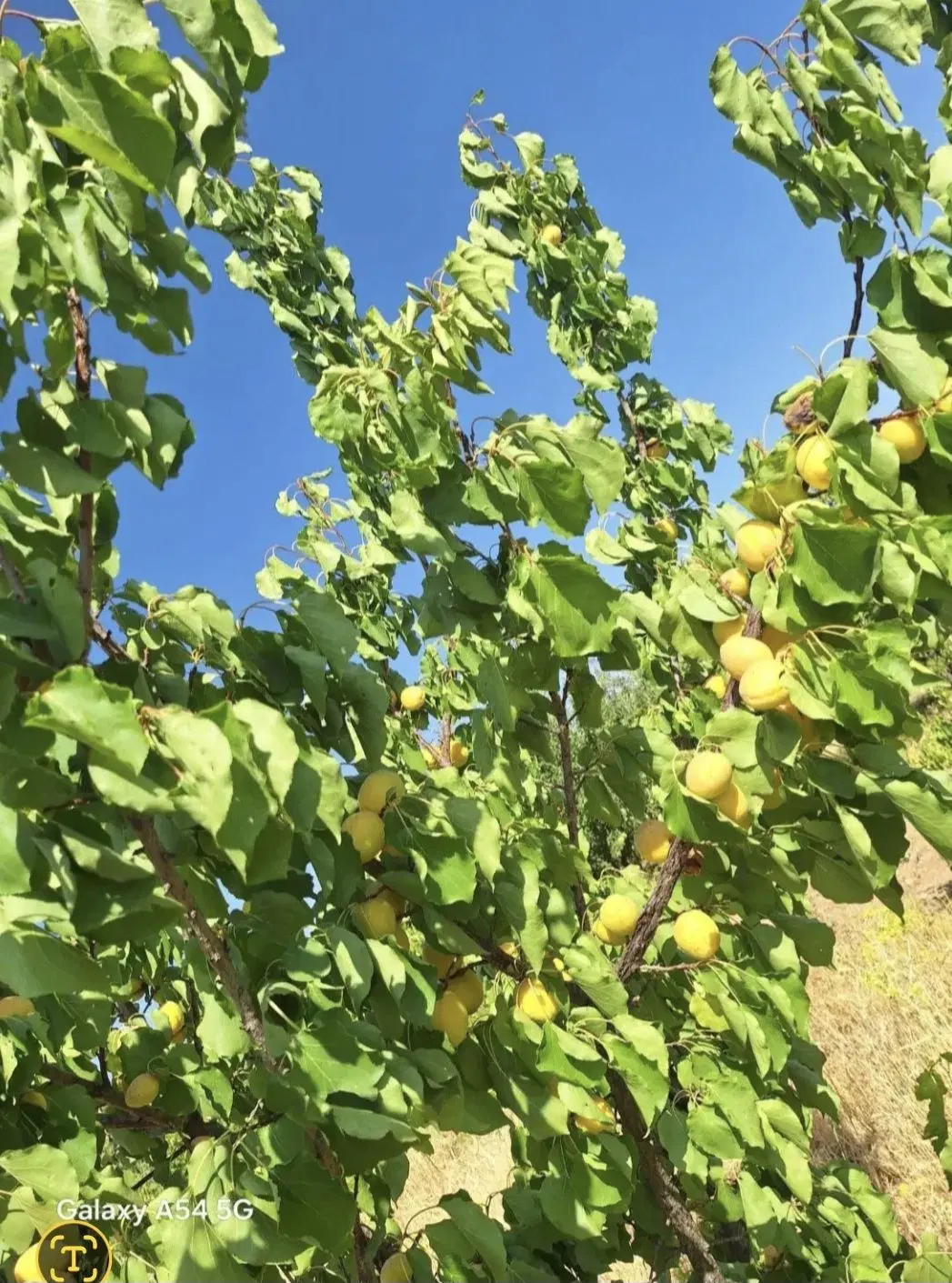 باغ زیر ثمر